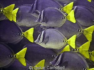 Razor Surgeonfish in the Galapagos.
Canon Ixus 700 and i... by Jackie Campbell 